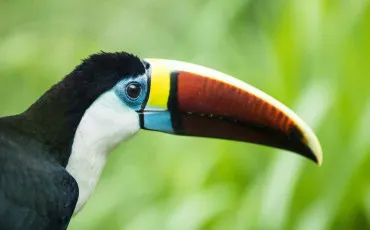 Quiz Animaux
