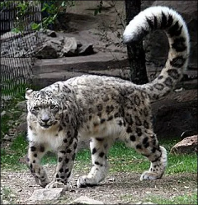 Petit poids, c'est l'...