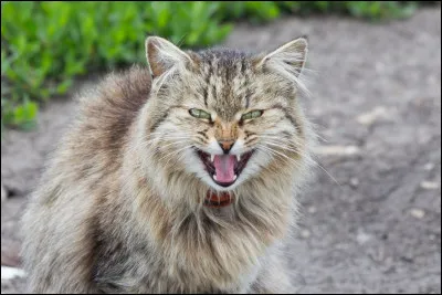 Es-tu égoïste ? (Demande à un membre de ta famille).