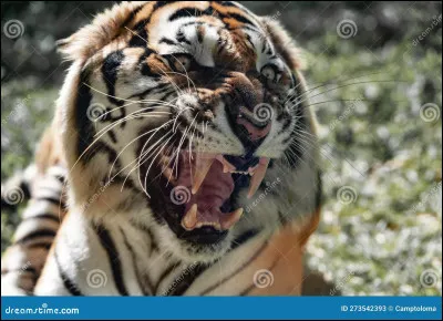 Ton mentor découvre que tu as enfreint le code du guerrier et te gronde. Quelle est ta réaction ?