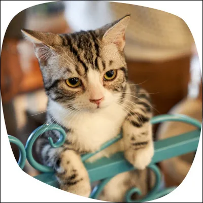 Quel est ton animal pr&eacute;f&eacute;r&eacute; ?