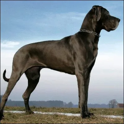 Quelle &eacute;toile, situ&eacute;e dans la constellation du Grand Chien, est l�&eacute;toile la plus brillante du ciel apr&egrave;s le Soleil ?