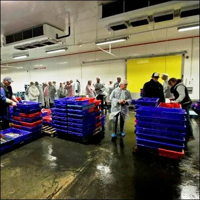 Quel aliment raffin&eacute;, vendu &agrave; la cri&eacute;e d�Erguy de novembre &agrave; avril, est un muscle adducteur ?