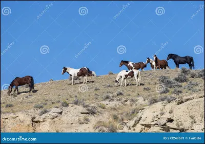 Qui a enfermé les chevaux sauvages ?