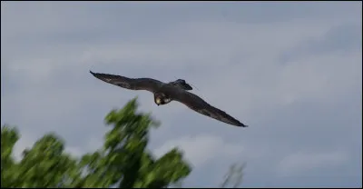 À Épinal, l'imagerie la plus connue, c'est...