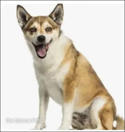 Vous suivez toujours ? À quelle race appartient ce chien ?