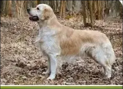 Allez question facile : quel est ce magnifique chien ?