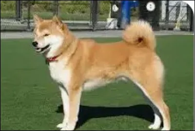 Comme d'habitude, quelle est la race de ce chien ?