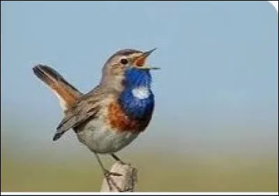 Quel est cet oiseau ?