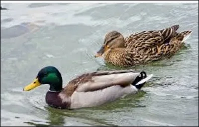 À quelle famille appartient le canard colvert ?