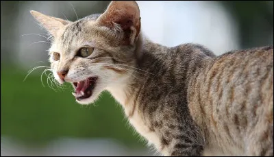 À une Assemblée, un chat du Clan de l'Ombre t'insulte de cervelle de souris ! Quelle est ta réaction ?