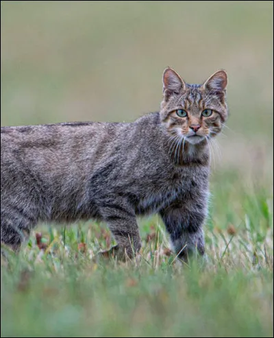 Pour la dixième fois depuis cinq jours, ton mentor te demande d'aller changer la litière des anciens.