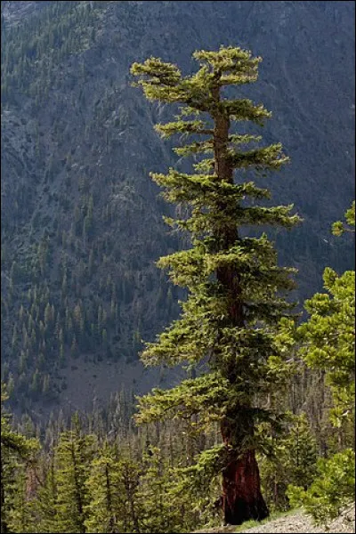 Quel est cet arbre, importé d'Amérique du Nord au XXe siècle, très apprécié des forestiers ?