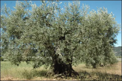 Quel est l'arbre dont le fruit sert à faire une huile appréciée des gastronomes ?