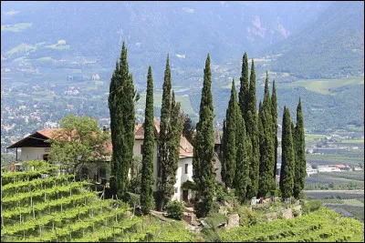 Quel arbre, dont le bois, quasi imprutescible, est utilisé pour fabriquer les cercueils des papes ?