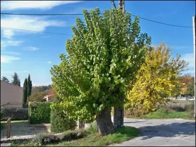 Quel est l'arbre dont le bois est utilisé pour fabriquer des instruments de musique et dont les feuilles attirent les vers à soie ?