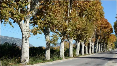 Quel arbre est souvent planté au bord des routes ?