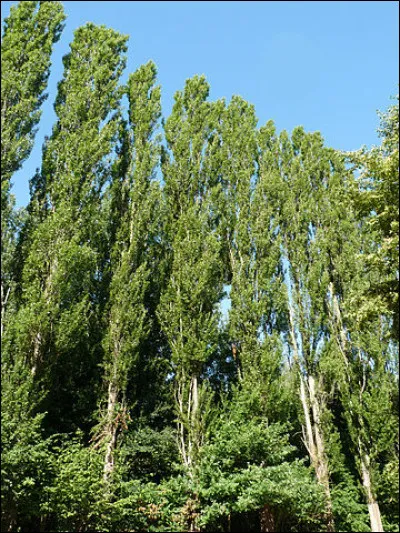 Quel arbre, qui pousse dans les zones humides, dont le bois est apprécié des castors, est planté par les populiculteurs ?