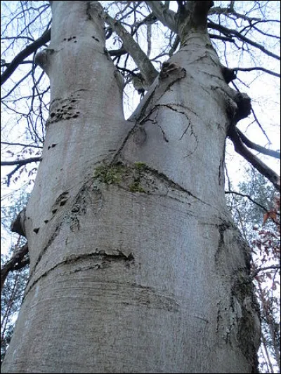 Quel arbre cultivé pour produire du bois de futaie, destiné à l'ameublement, a une écorce mince et lisse ?