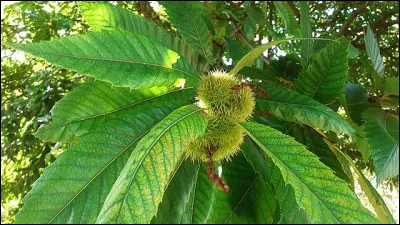 Quel est l'arbre, apprécié pour son fruit, dont le bois est utilisé pour faire des charpentes car il résiste à la pourriture et aux insectes ?