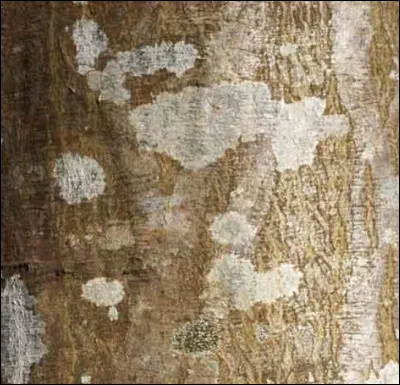 Quel est l'arbre dont le bois est souvent apprécié comme bois de chauffage, a une écorce avec des taches blanches ?