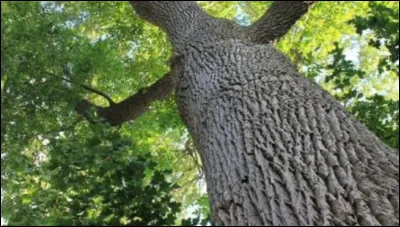 Quel arbre dont le bois est dur, est utilisé pour les parquets et les manches d'outils ?