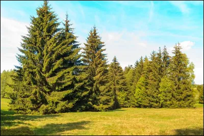 Quel est cet arbre qui pousse dans nos montagnes, souvent planté en futaie, qui résiste au froid, dont le bois a des utilisations multiples ?