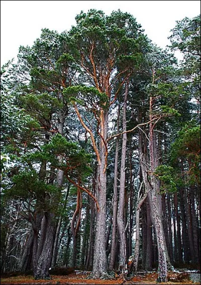 Quel est l'arbre dont le bois est très utilisé pour faire de la pâte à papier ?