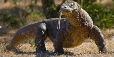 Petite île (390 km2) j'abrite le plus grand lézard du monde. Je suis l'île de :