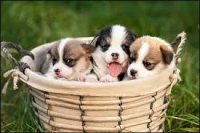 Comment se nomme le petit du chien ?