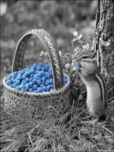 Parmi ces fruits comestibles, lesquels ne sont pas des baies bleues ?