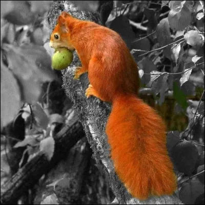 Voilà l'hiver, où l'écureuil roux a-t-il stocké sa nourriture pour y subvenir ?