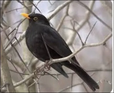 Et celui du merle noir ?