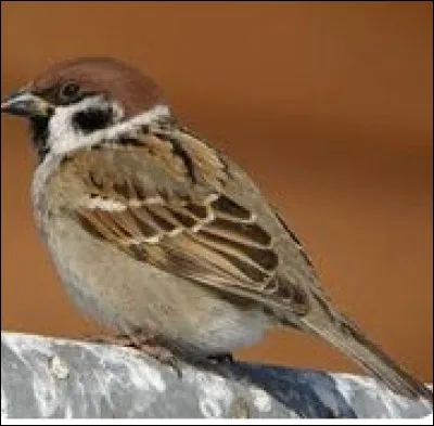 Quel est le nom latin du moineau friquet ?