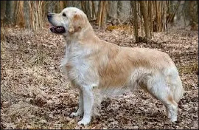 Quel est le nom latin du golden retriever ?
