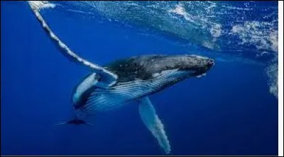 Et celui de la baleine à bosse ?