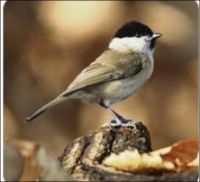 Le nom latin de la mésange nonnette est :