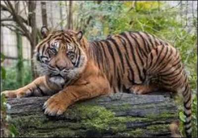 Quel est le nom latin du tigre de Sumatra ?