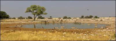 Qui convainc Enkidu à sortir de la steppe et à se rendre à Uruk ?