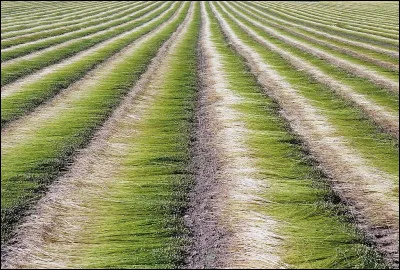 Le chef militaire des Bourguignons portait le titre de...