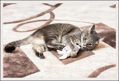 Le tapis shaggy est à poil ras.
