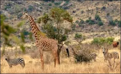 Zèbre, éléphant, girafe, rhinocéros ou antilope... Quels sons effraient le plus ces animaux de la savane ?