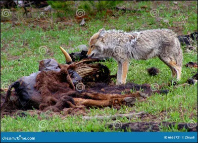 Que veut dire j'ai une faim de loup ?