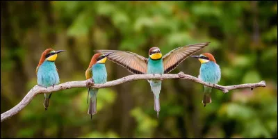 Le mot coucou désigne différentes espèces d'oiseaux ayant généralement un chant qui correspond à l'onomatopée « coucou ». Ce nom ne correspond donc pas à un niveau précis de la classification scientifique des espèces.
Mais d'où cette onomatopée est-elle originaire ?
