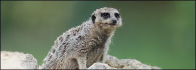 Vrai ou faux ? 
Les suricates se mettent sur leur 2 pattes de derrière pour jouer.