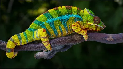 Vrai ou faux ? 
Les caméléons peuvent changer de couleur.