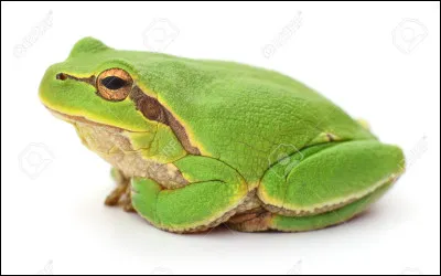 Vrai ou faux ? 
Les grenouilles sont seulement vertes.