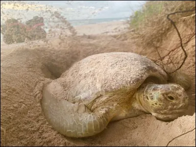 Vrai ou faux ? 
Les tortues ont une carapace.