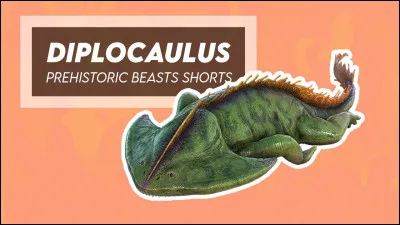 Vrai ou faux ? 
Les diplocaulus sont des amphibiens.