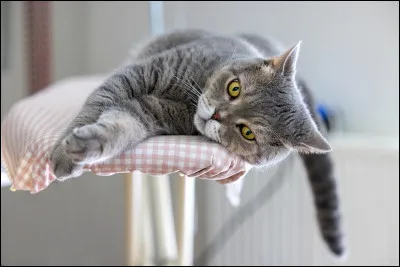 Lors d’un combat, tu sauves de la mort l’apprenti de ta sœur. Quelle est ta réaction ?